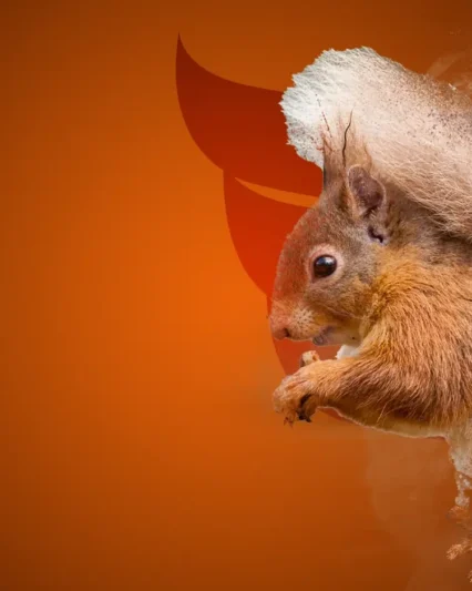 immagine rappresentativa squirrel fleet software niva