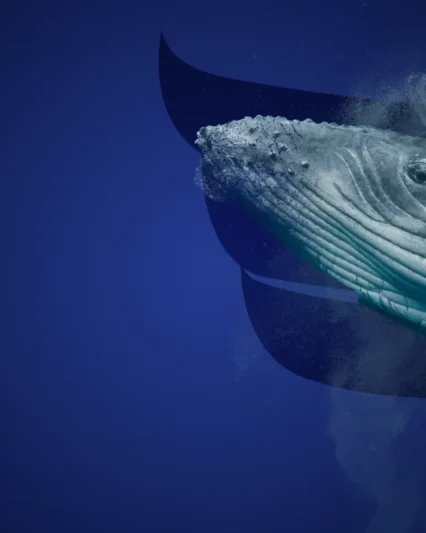 immagine rappresentativa whale HR management niva