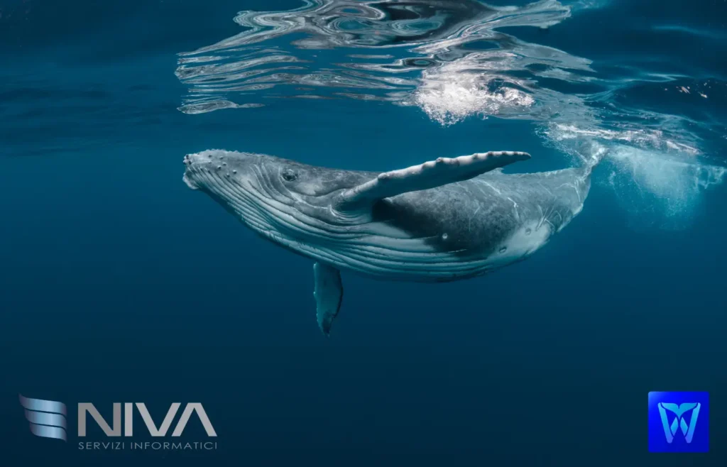 Logo software Niva "Whale HR Management"